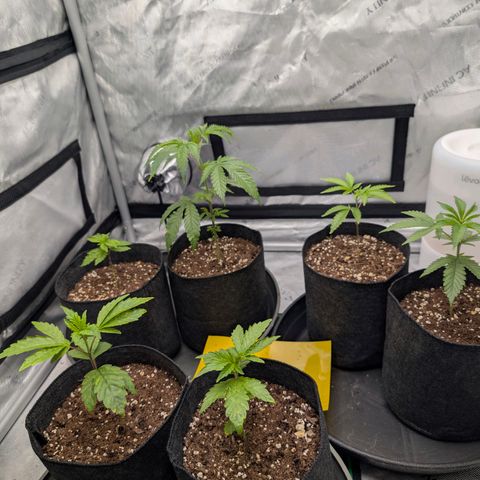 Tengu growlog timeline photo