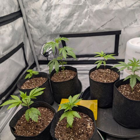 Tengu growlog timeline photo