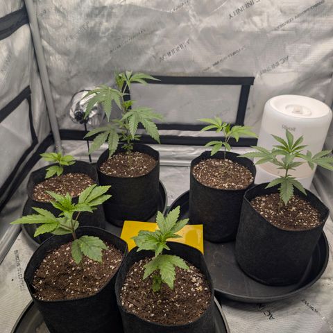 Tengu growlog timeline photo