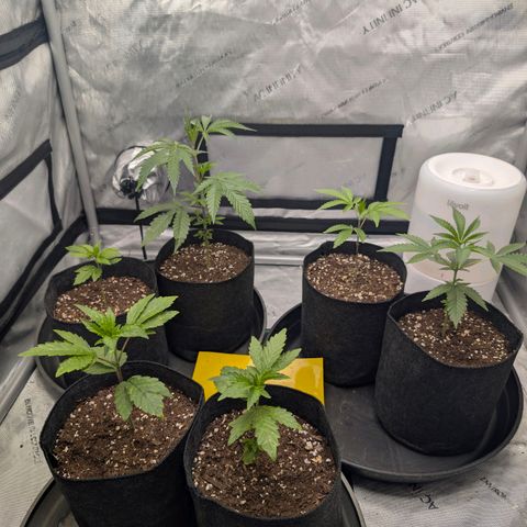 Tengu growlog timeline photo
