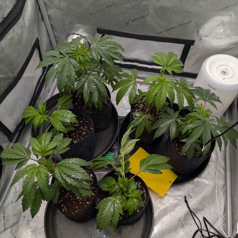 Tengu growlog timeline photo