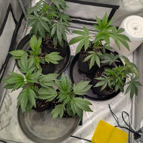 Tengu growlog timeline photo