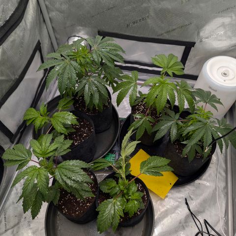 Tengu growlog timeline photo