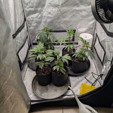 Tengu growlog timeline photo