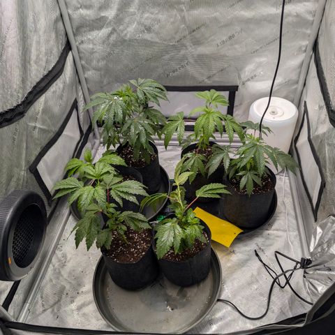 Tengu growlog timeline photo