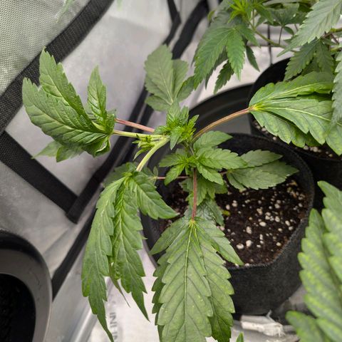 Tengu growlog timeline photo