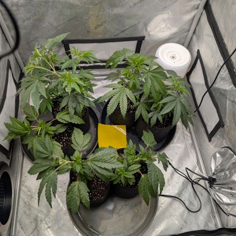 Tengu growlog timeline photo