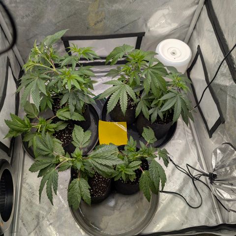 Tengu growlog timeline photo