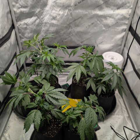 Tengu growlog timeline photo