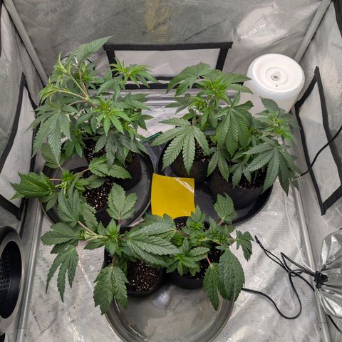 Tengu growlog timeline photo