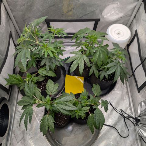 Tengu growlog timeline photo