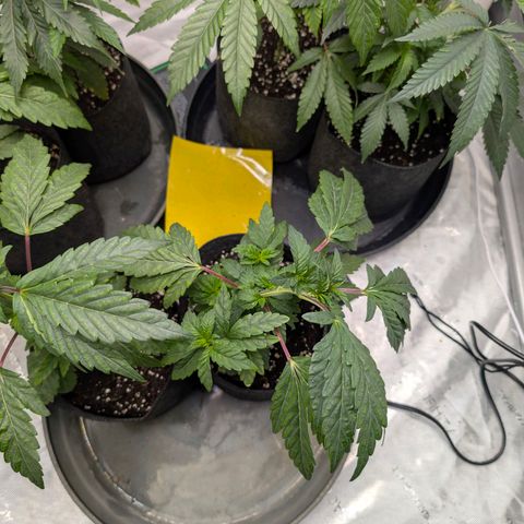Tengu growlog timeline photo