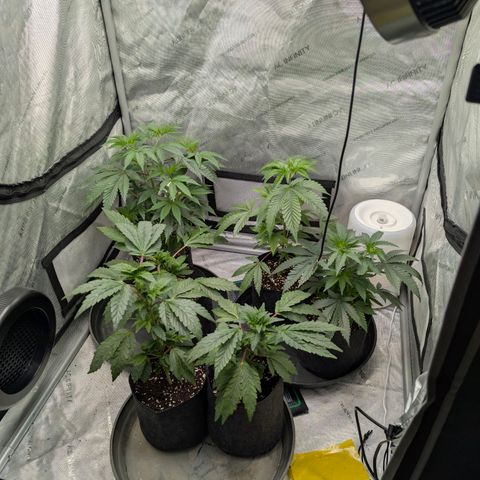 Tengu growlog timeline photo