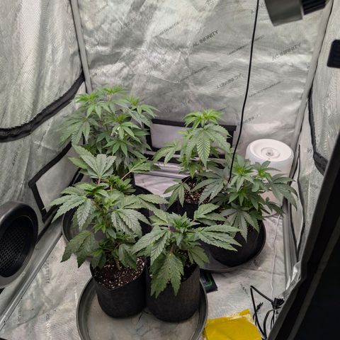 Tengu growlog timeline photo