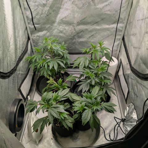 Tengu growlog timeline photo