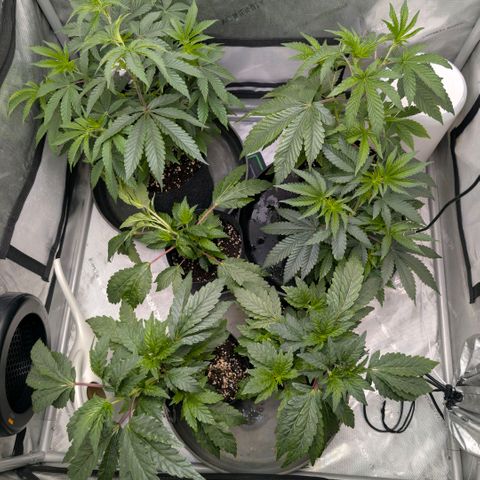 Tengu growlog timeline photo
