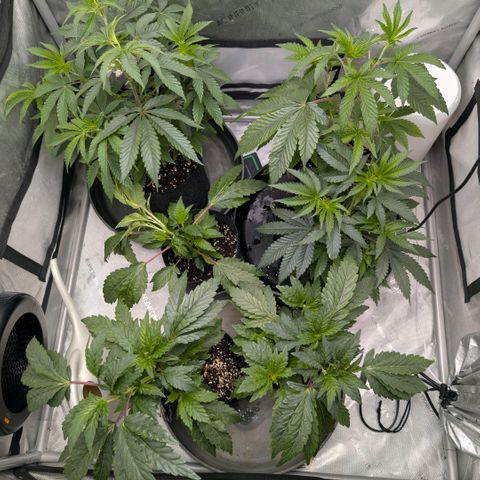 Tengu growlog timeline photo