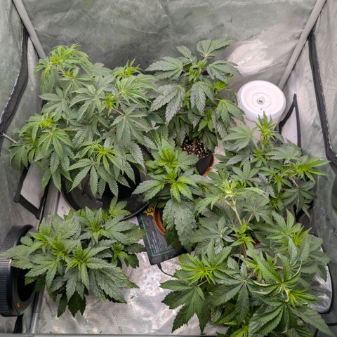 Tengu growlog timeline photo