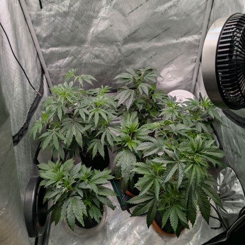 Tengu growlog timeline photo