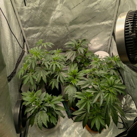 Tengu growlog timeline photo