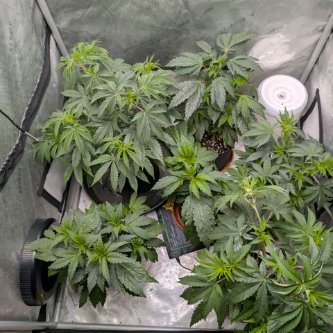 Tengu growlog timeline photo