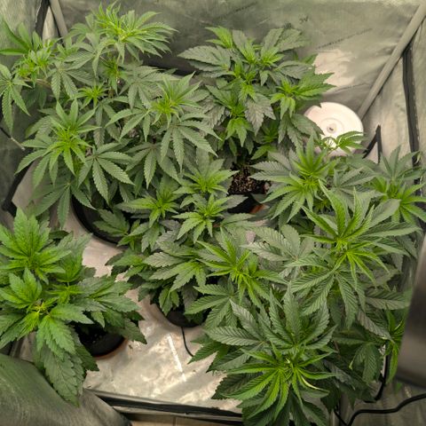 Tengu growlog timeline photo