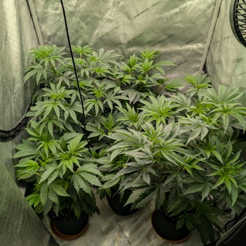 Tengu growlog timeline photo