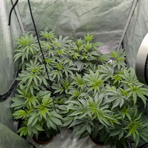 Tengu growlog timeline photo