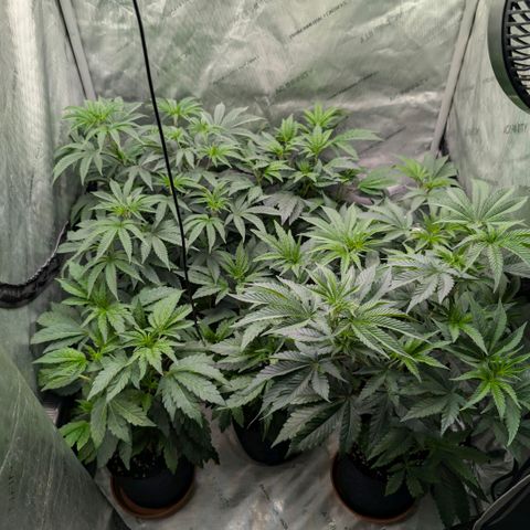 Tengu growlog timeline photo