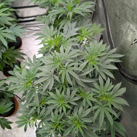 Tengu growlog timeline photo