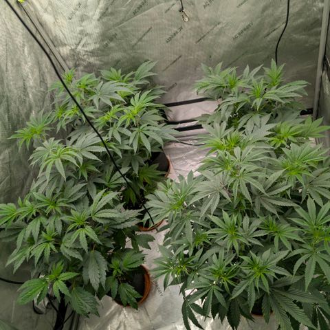 Tengu growlog timeline photo