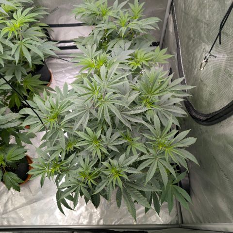 Tengu growlog timeline photo