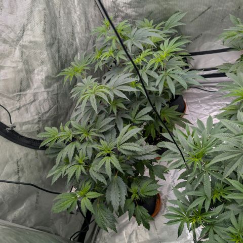 Tengu growlog timeline photo