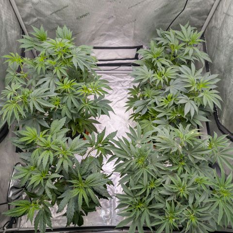 Tengu growlog timeline photo