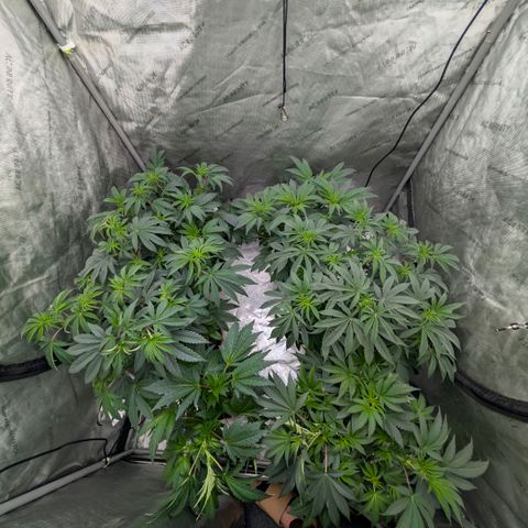 Tengu growlog timeline photo