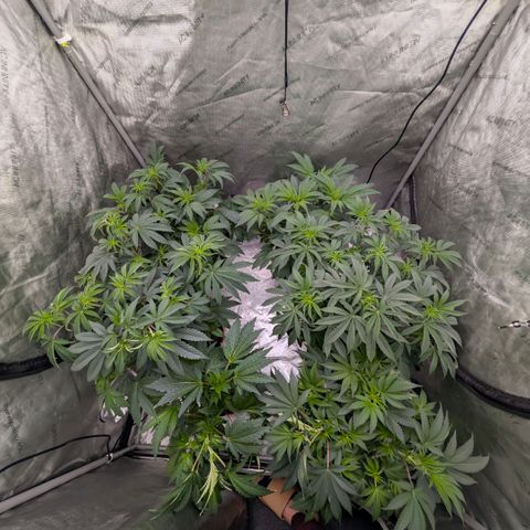 Tengu growlog timeline photo