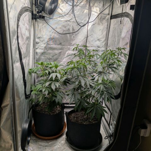 Tengu growlog timeline photo