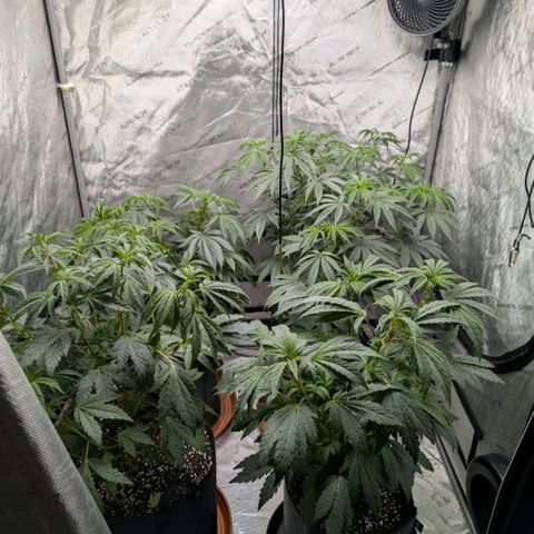 Tengu growlog timeline photo