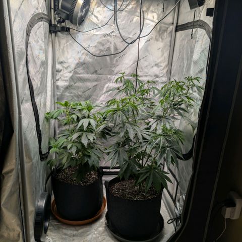 Tengu growlog timeline photo