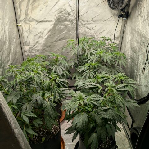 Tengu growlog timeline photo