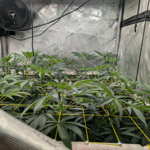 Tengu growlog timeline photo