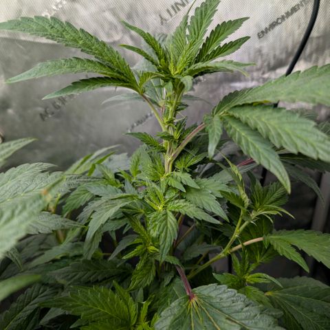 Tengu growlog timeline photo