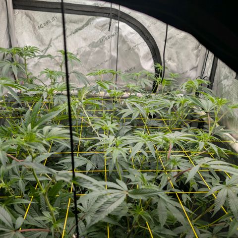 Tengu growlog timeline photo