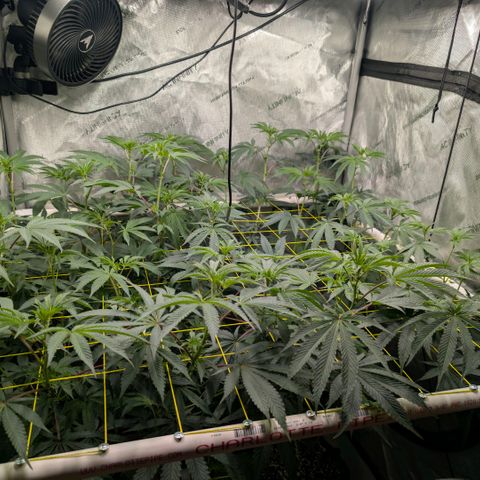 Tengu growlog timeline photo