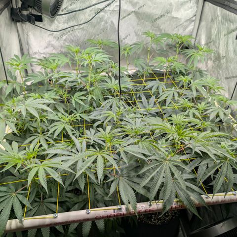 Tengu growlog timeline photo