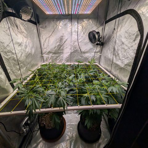 Tengu growlog timeline photo