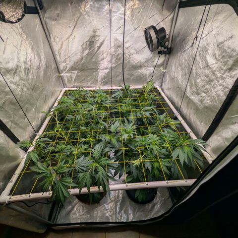 Tengu growlog timeline photo