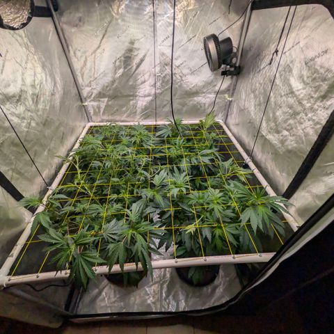 Tengu growlog timeline photo