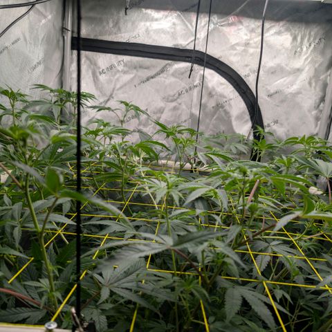 Tengu growlog timeline photo