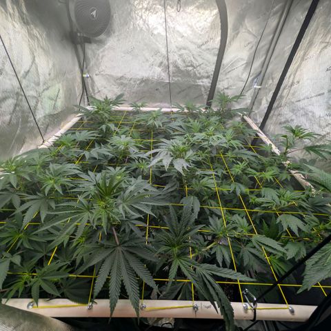 Tengu growlog timeline photo